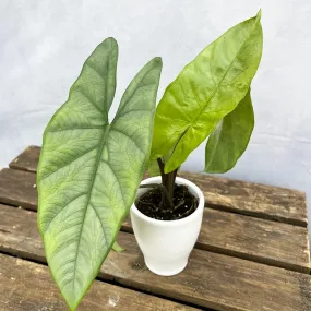 10 - 15cm Alocasia Corazon House Plant 7cm Pot