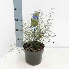 10x Sophora prostrata Little Baby 12cm Pot 20cm Shrub Plant