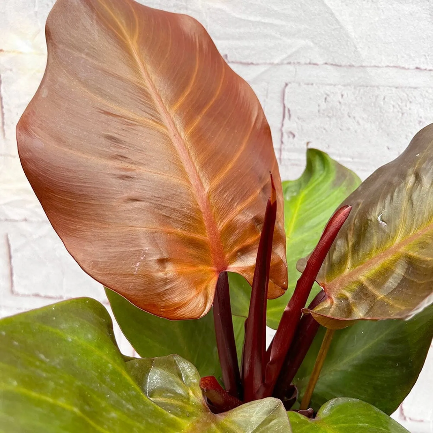 15 - 25cm Philodendron Sunlight House Plant 12cm Pot