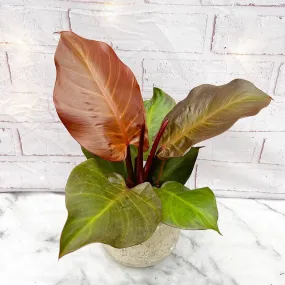 15 - 25cm Philodendron Sunlight House Plant 12cm Pot