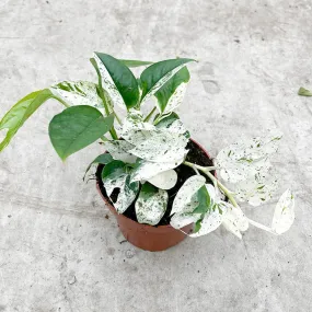 15 - 25cm Variegated Marble Pinnatum 12cm Pot House Plant