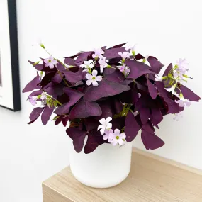 20 - 30cm Oxalis Triangularis Mijke 12cm Pot House Plant