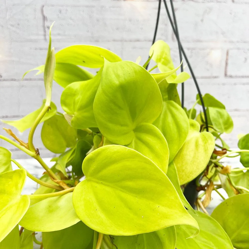 25 - 30cm Lemon Lime Micans Philodendron Pothos in Hanging 15cm Pot