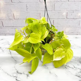 25 - 30cm Lemon Lime Micans Philodendron Pothos in Hanging 15cm Pot