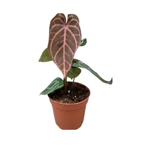 30cm Red Anthurium Crystallinum House Plant 14 cm Pot