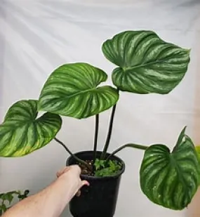 6" Philodendron Plowmanii