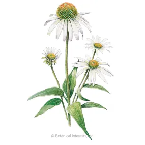 White Swan Echinacea Seeds